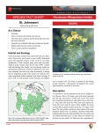 St Johnswort Hypericum perforatum